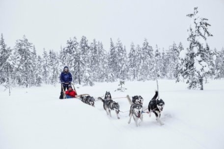 finlandia trineo perros